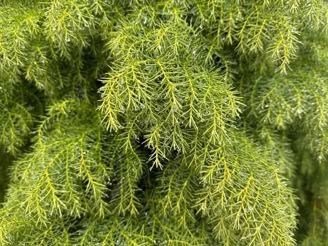 10 astuces pour un jardin bio écoresponsable
