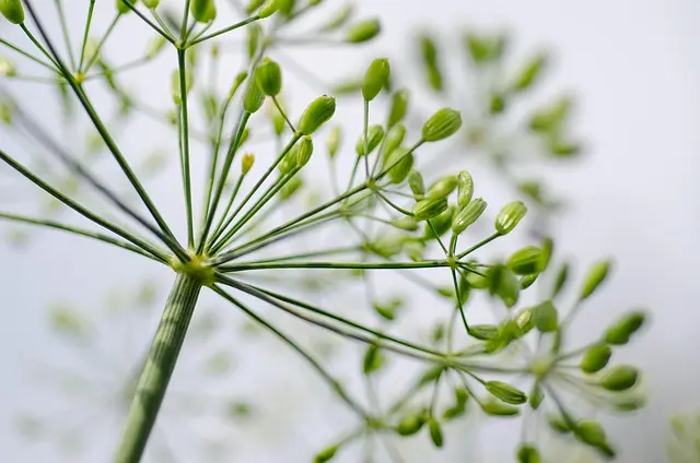 Guide pratique pour démarrer un potager bio chez soi