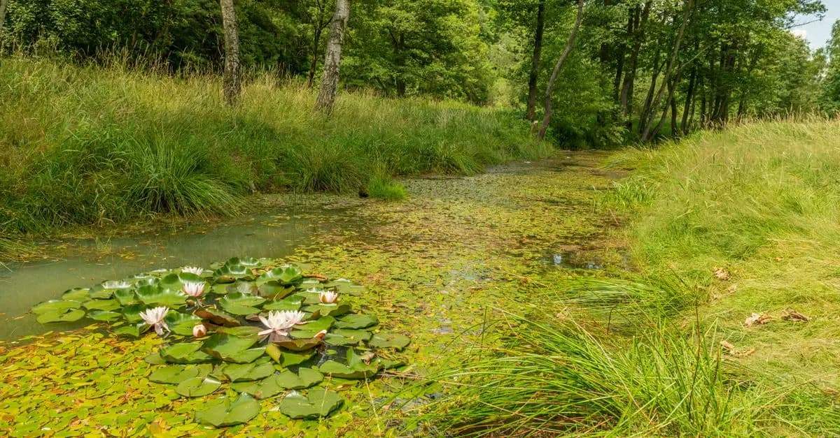 L'importance de la biodiversité pour l'écologie bio