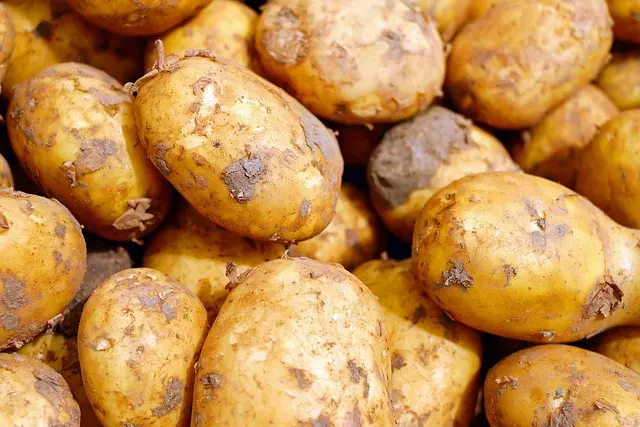 Les avantages de l'agriculture biologique pour votre santé