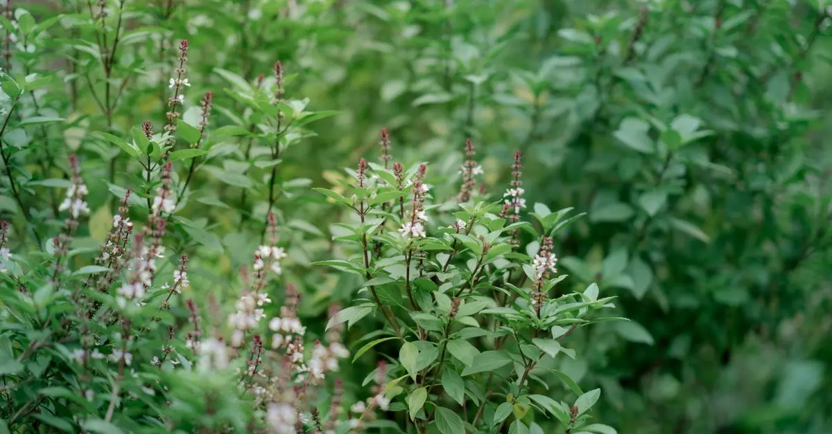 Comment créer un jardin bio en toute simplicité