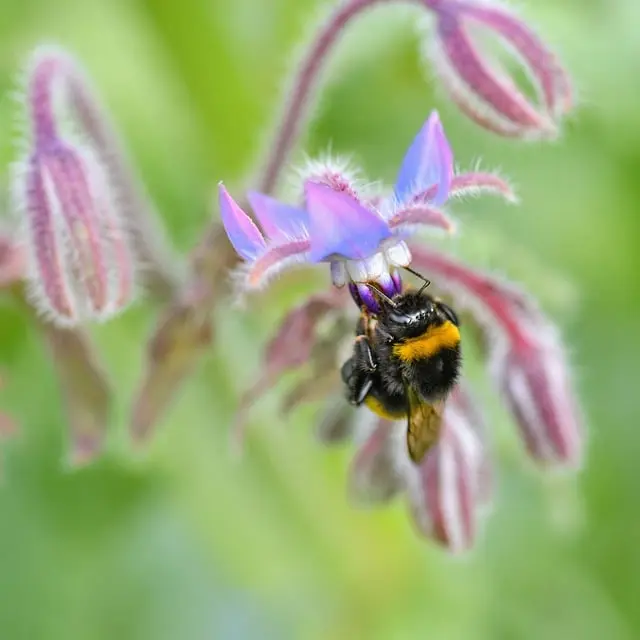 Comment intégrer l'écologie bio dans votre quotidien facilement
