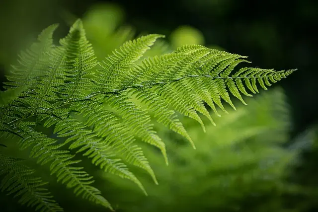 10 erreurs à éviter en jardinage bio pour un potager réussi