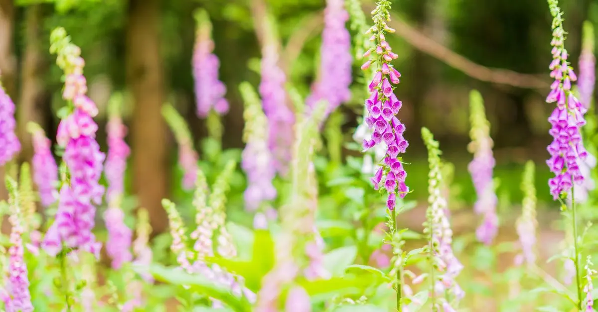 Les bienfaits du jardinage biologique sur la biodiversité