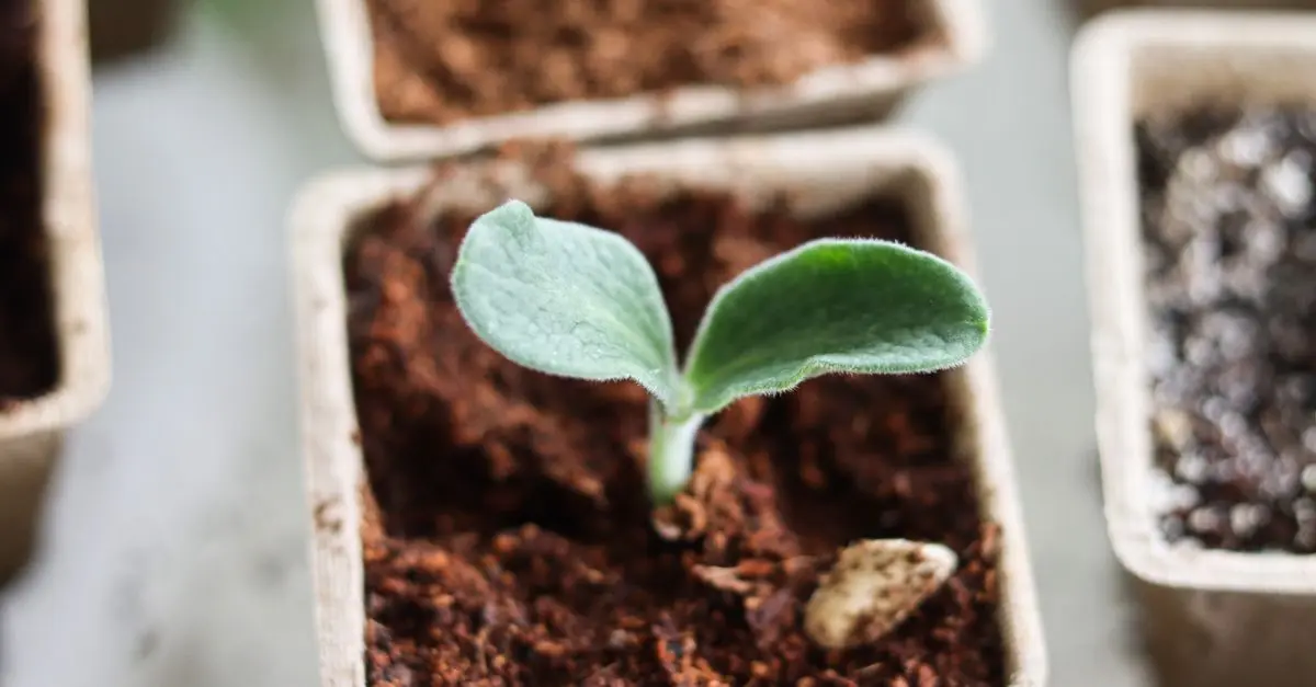 Comment choisir des semences bio pour un jardin florissant