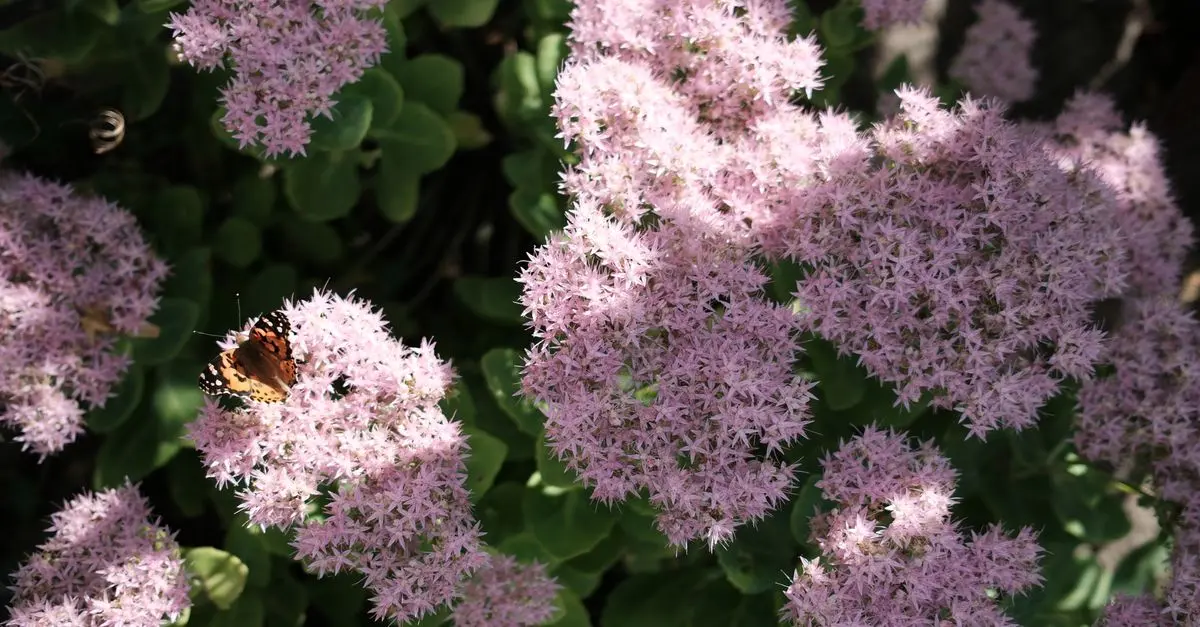 Impact du jardinage urbain sur la biodiversité locale
