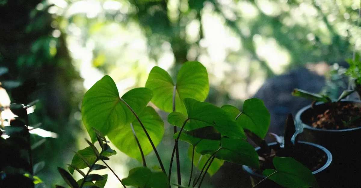 Comment créer un jardin bio en toute simplicité