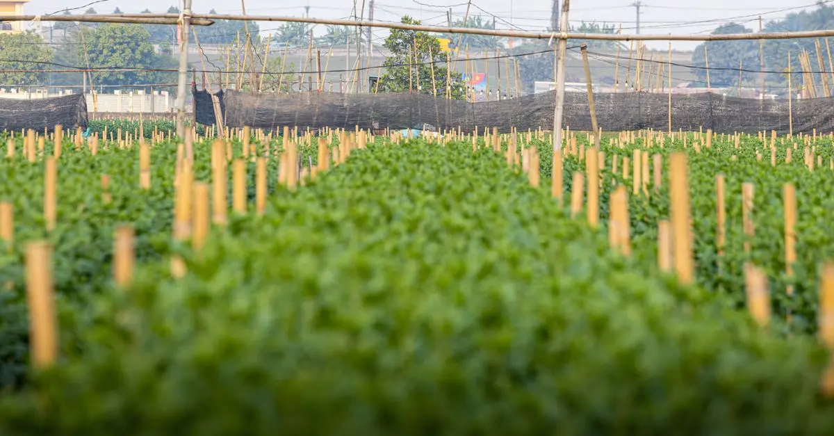 Comment soutenir l'agriculture bio près de chez vous