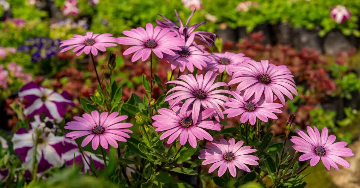 Les 10 meilleurs conseils pour réussir un jardin bio