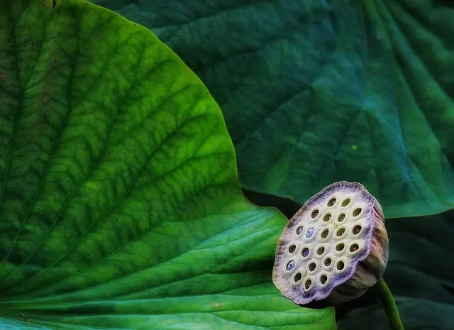 Comment créer un jardin bio productif et durable
