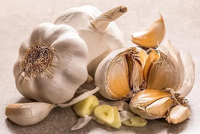 Les clés pour réussir votre jardin bio en toute saison
