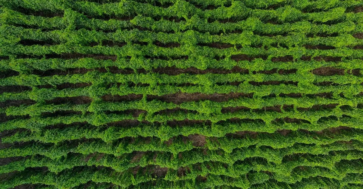 Les bienfaits de consommer bio pour l'environnement
