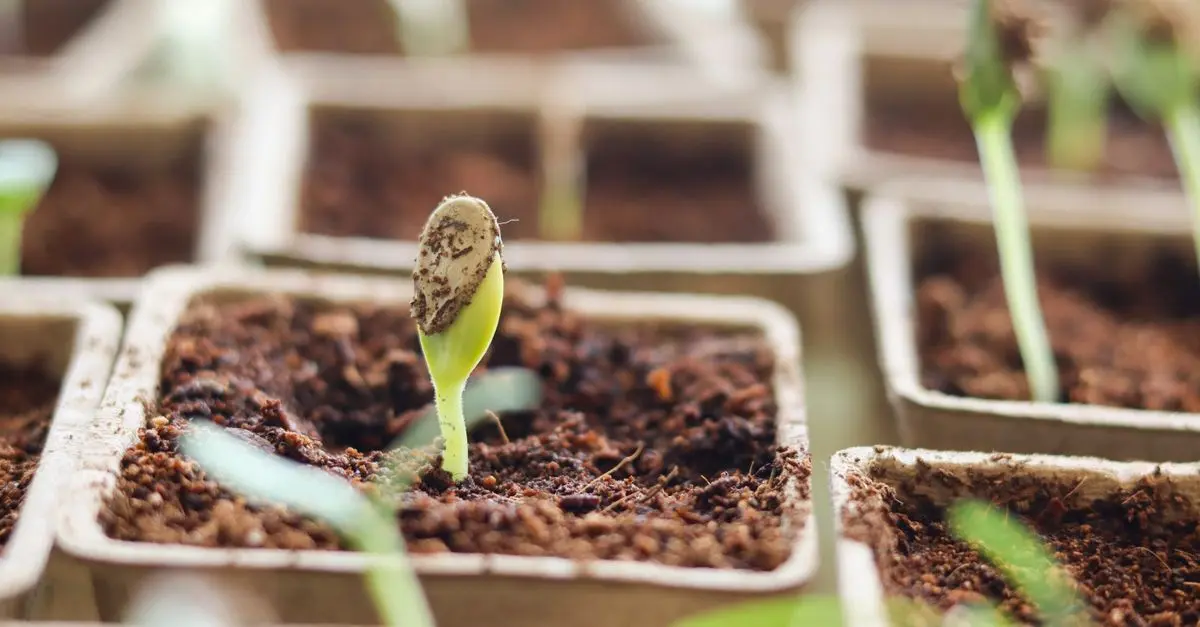Comment pratiquer le jardinage bio pour un impact écologique positif