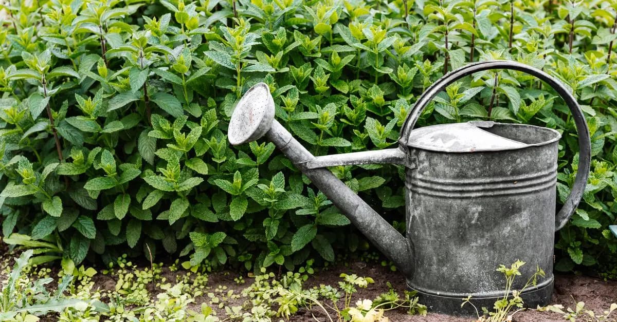 Comment créer un jardin bio productif : guide pratique