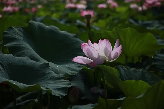 Comment créer un jardin bio en toute simplicité