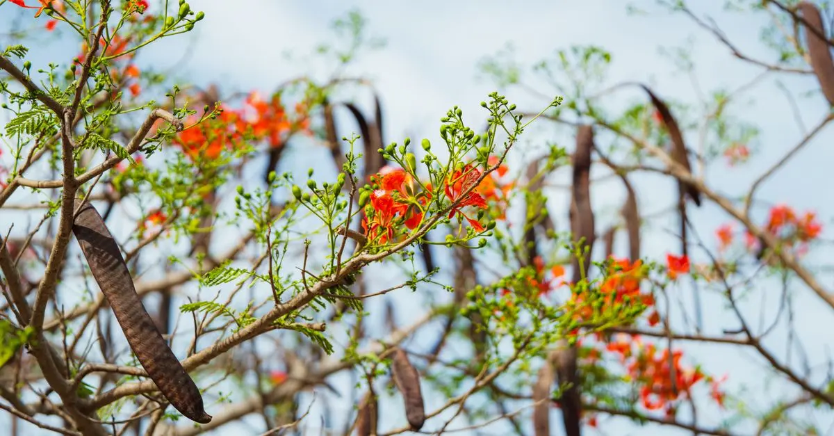 Comment choisir les bonnes semences bio pour votre jardin