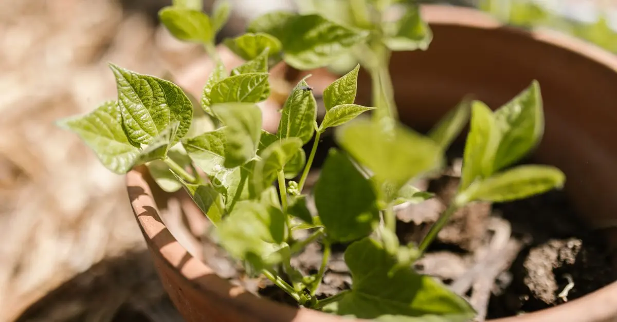 Jardinage biologique : guide complet pour débutants