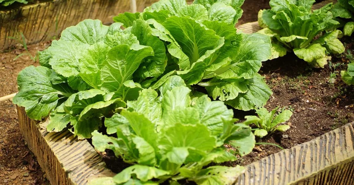 Les erreurs courantes à éviter dans votre jardin bio