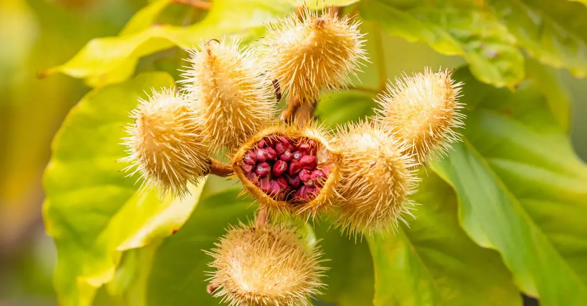Comment choisir des semences bio pour votre jardin bio