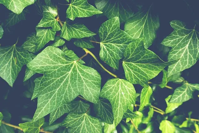 Les meilleures pratiques pour un jardin bio durable