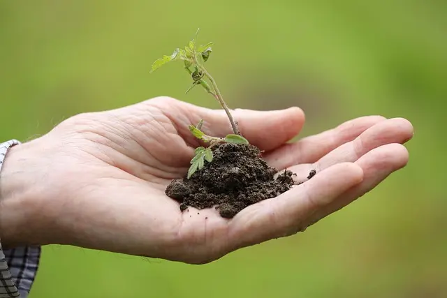Comment créer un potager bio en 5 étapes simples