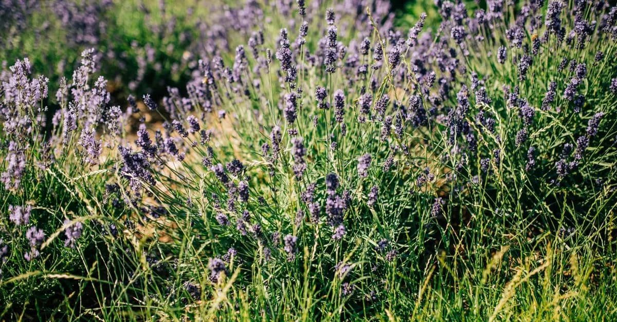 Les avantages surprenants des plantes bio pour votre santé