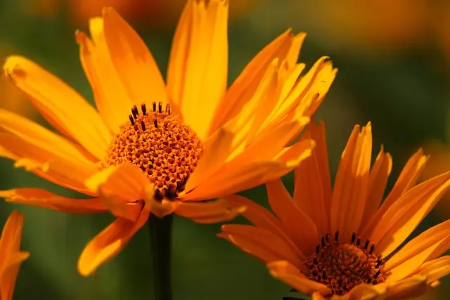 Les 10 erreurs à éviter en jardinage bio