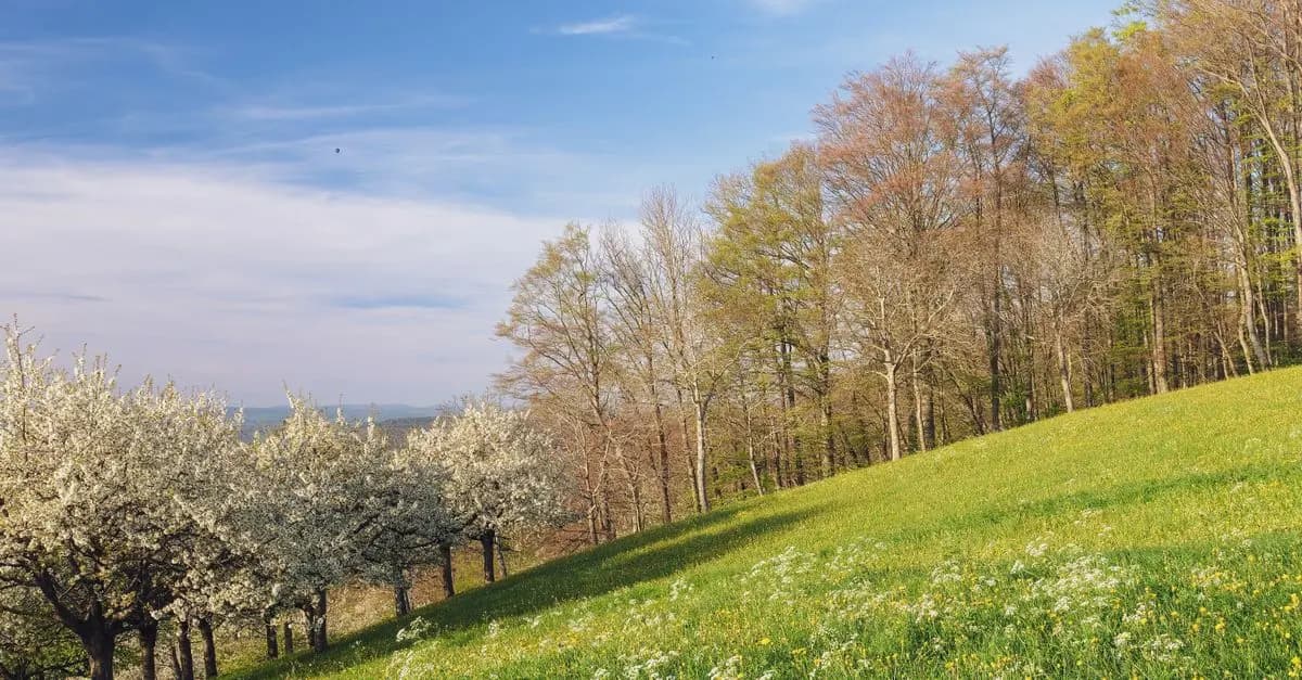 Comment préserver la biodiversité dans votre jardin bio