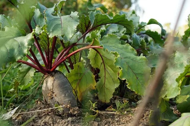 Les bienfaits insoupçonnés de l'agriculture régénérative