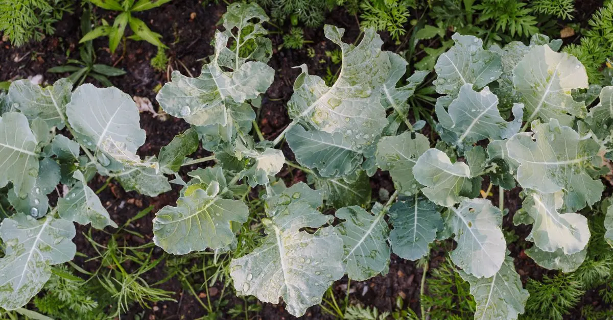 Adopter la permaculture : guide pour débutants