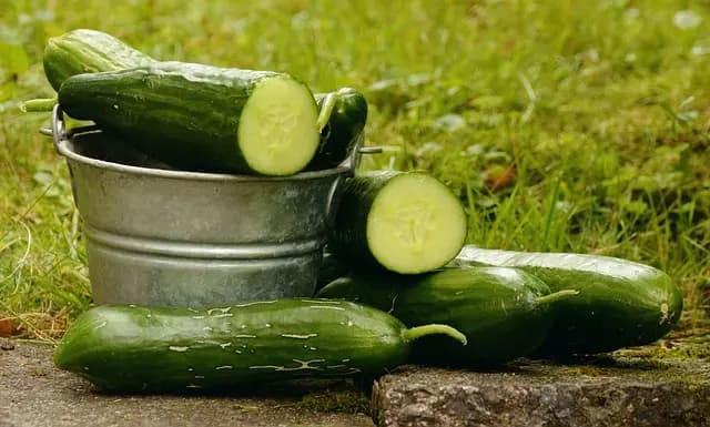 Comment choisir les bons semences bio pour votre jardin