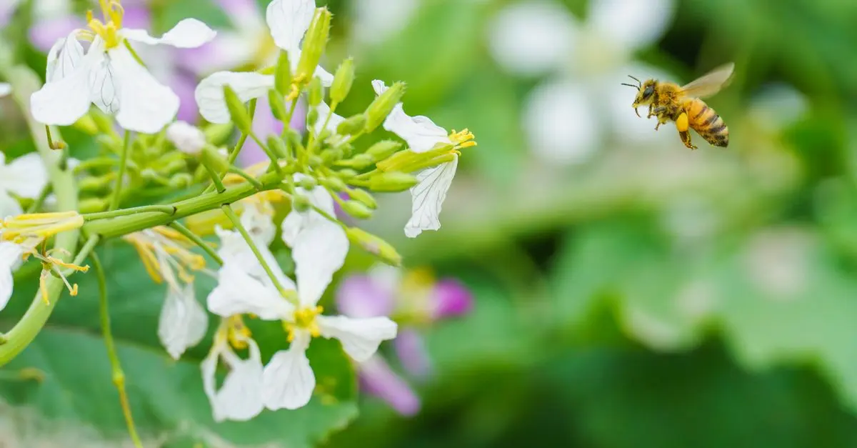 Comment transformer votre jardin en un havre de biodiversité
