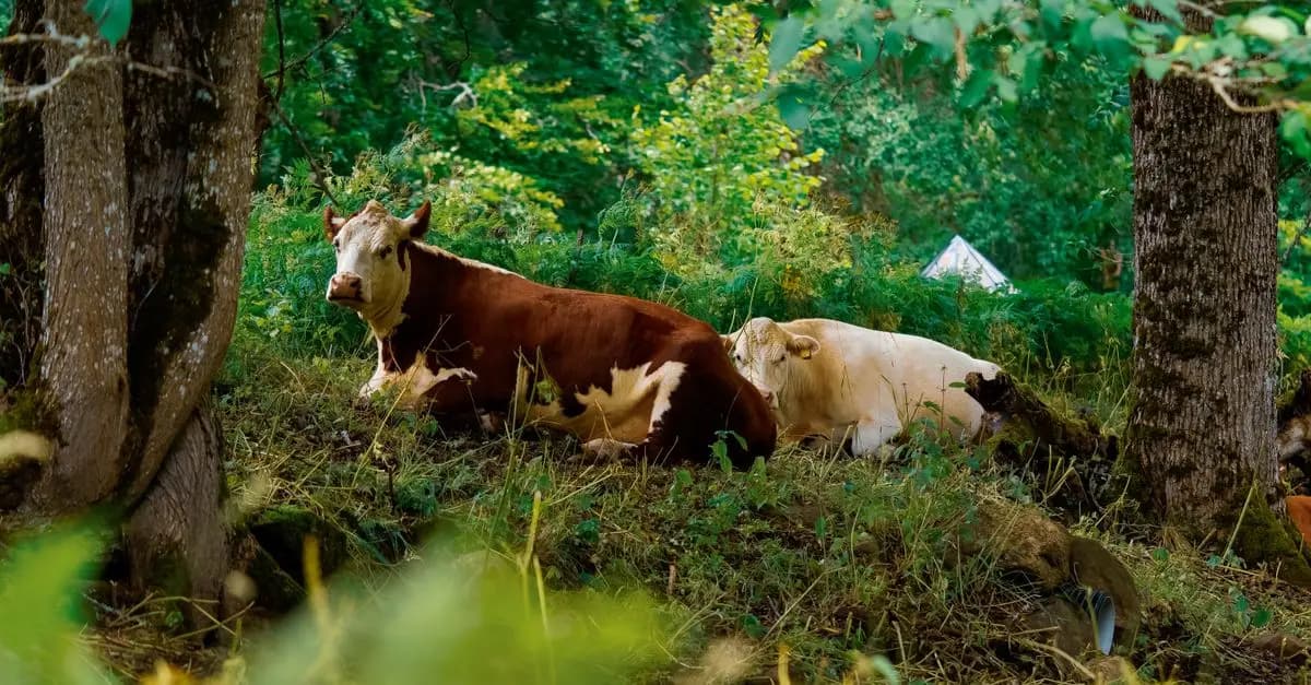Les mythes sur l'agriculture bio : réalités et idées reçues