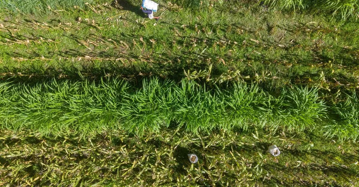 Les bienfaits de l'écologie bio sur la planète et votre santé