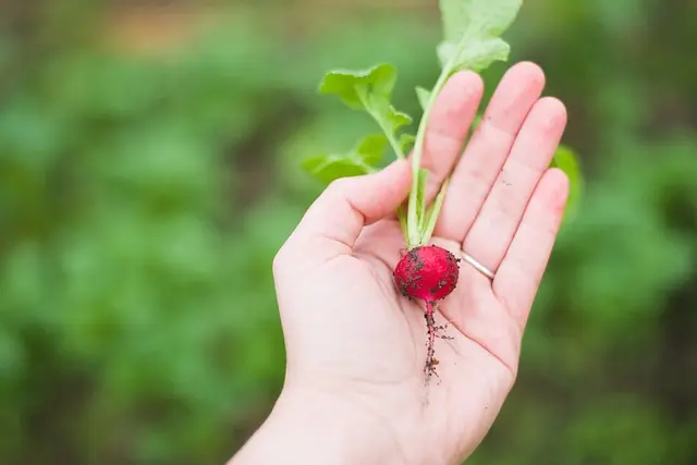 Comment choisir les engrais bio pour un jardin sain