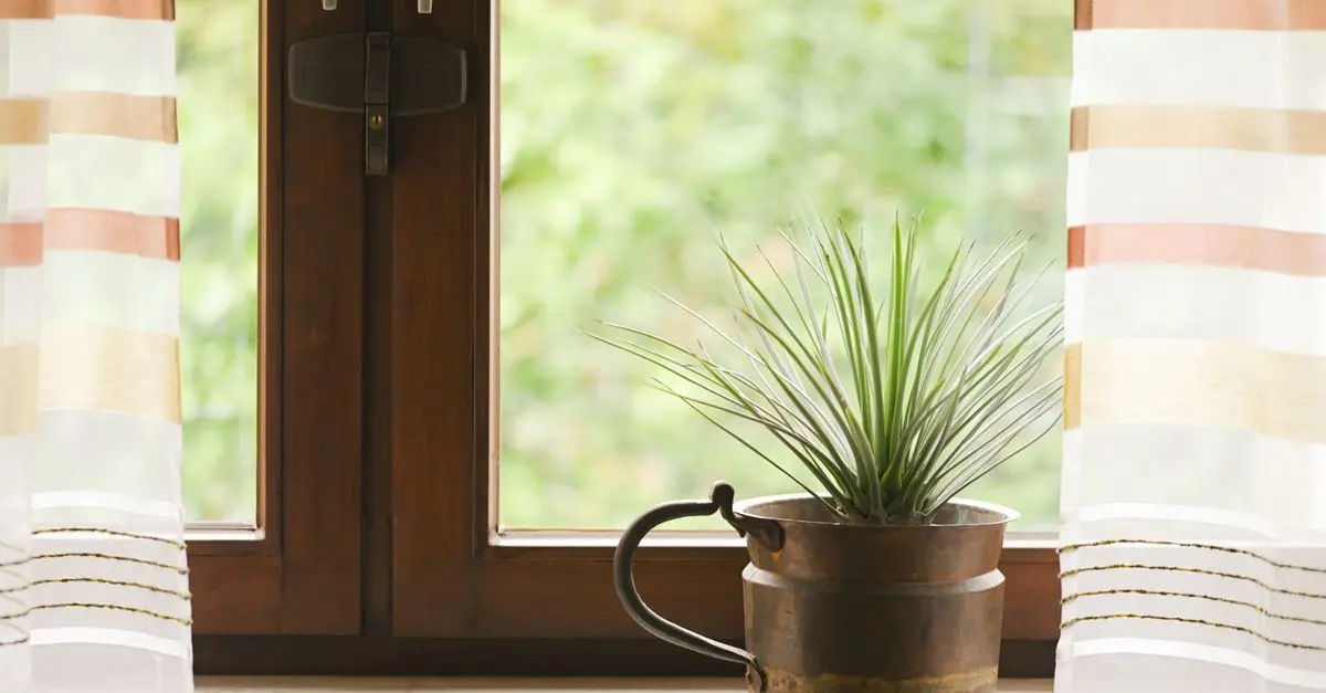 Les plantes bio pour purifier votre maison : top choix