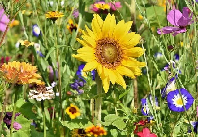Comment créer un jardin bio en toute simplicité