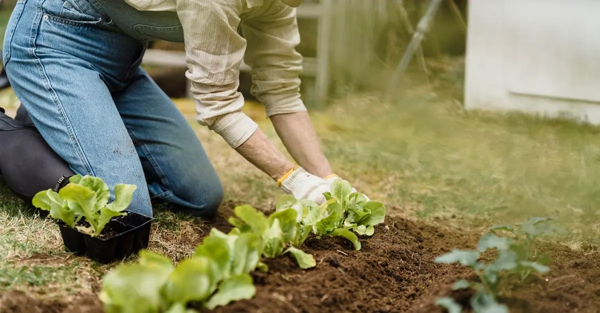 Comment pratiquer le jardinage bio et durable chez soi
