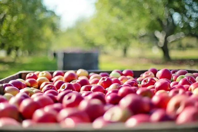 Les bienfaits des produits bio pour votre santé et l'environnement