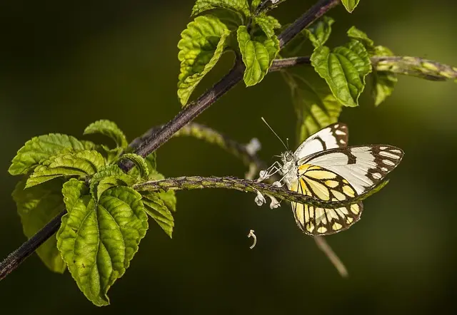 Les principes fondamentaux de l'écologie bio à connaître