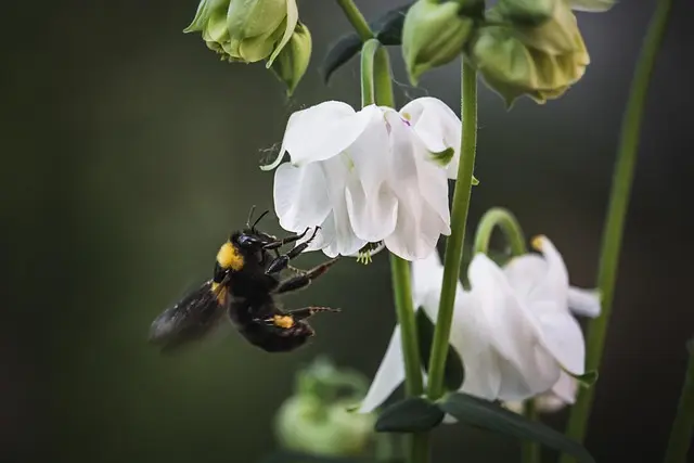 Les bienfaits de la biodiversité pour l'écologie bio