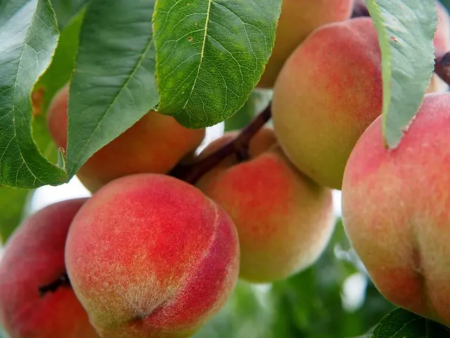 10 astuces pour une alimentation bio et équilibrée