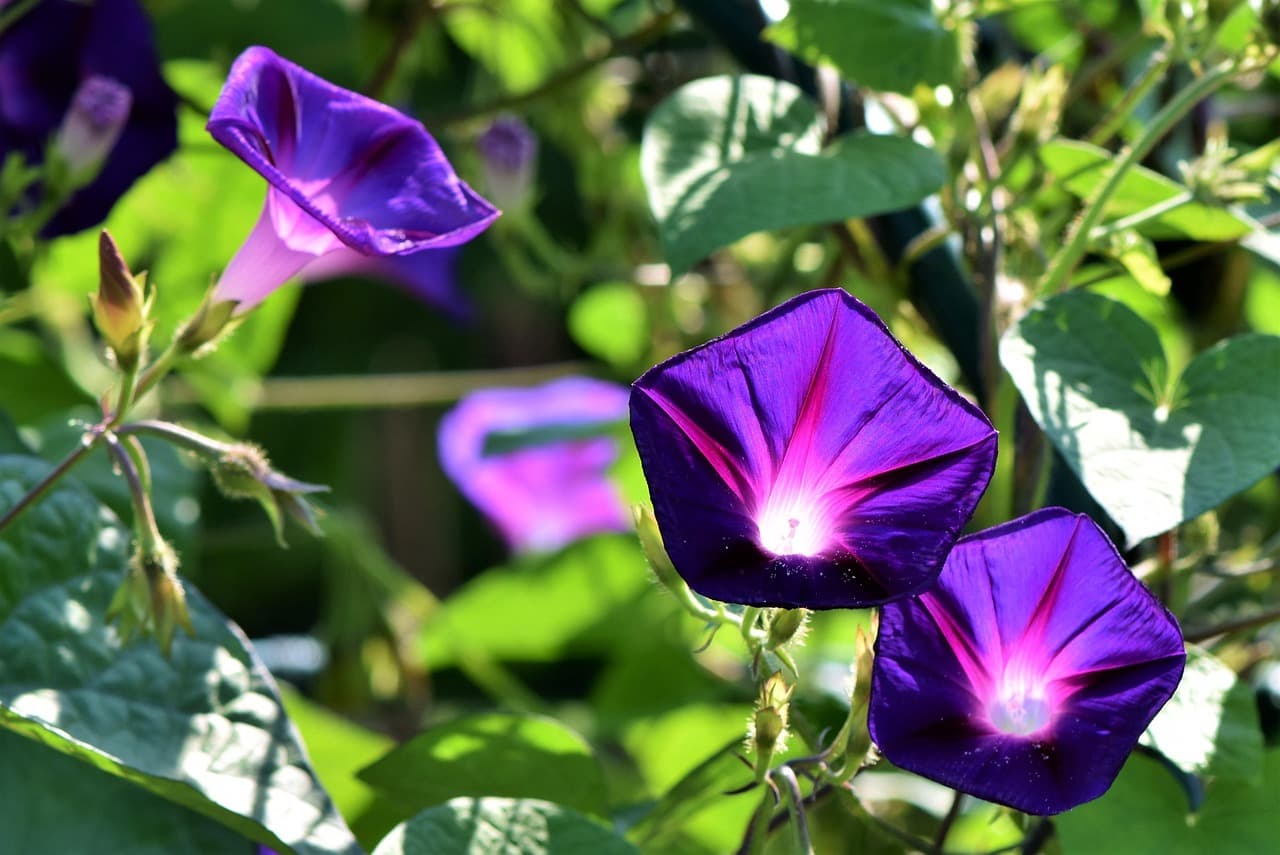 Les meilleures pratiques pour un jardin bio réussi