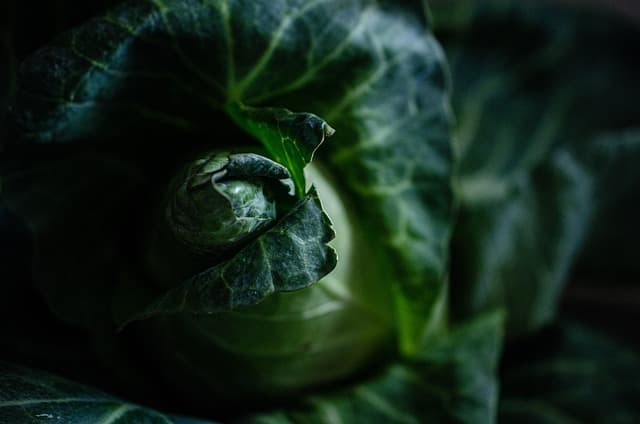 5 avantages de l'agriculture régénérative pour l'écologie bio