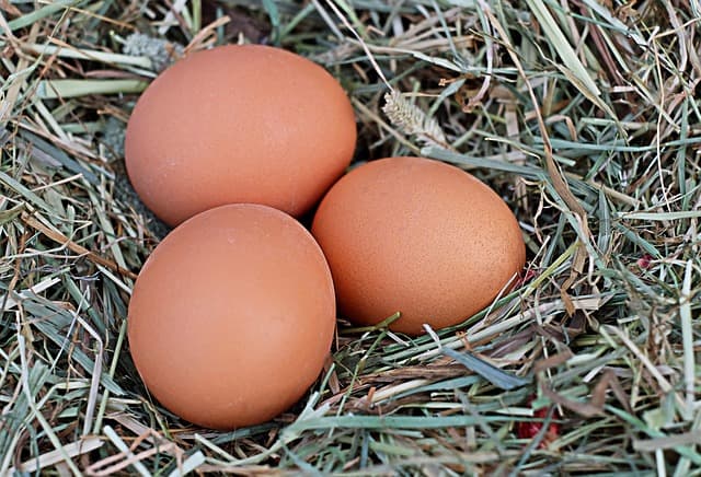 Les bienfaits de la biodiversité pour une agriculture bio durable