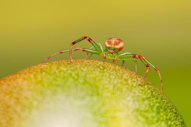 10 conseils pour adopter un jardin bio écoresponsable