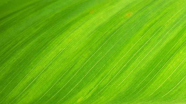 Comment choisir ses semences bio pour un jardin épanoui