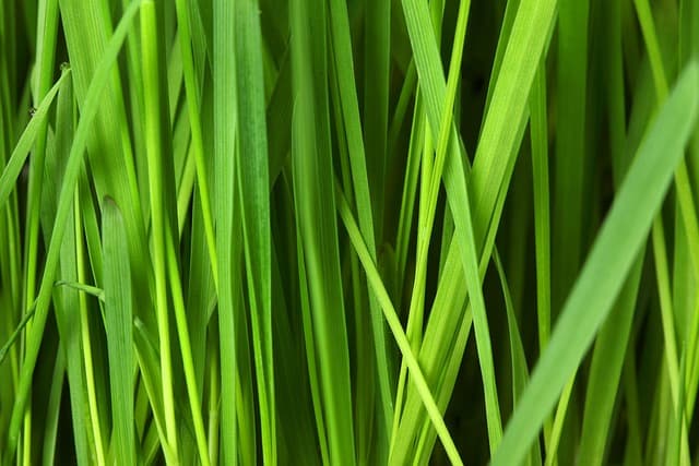 Comment adopter un mode de vie bio et écoresponsable