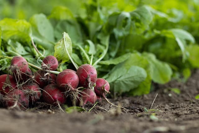 Les bienfaits de l'agriculture bio pour la santé et l'environnement