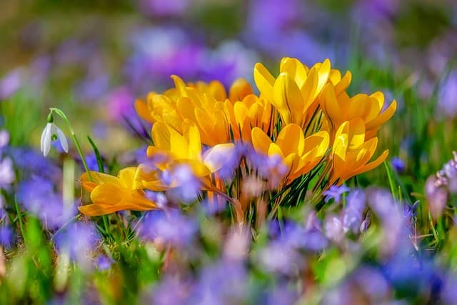 5 pratiques essentielles pour réussir votre jardin bio